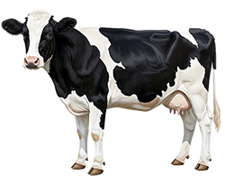 Cow Badge