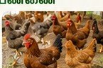 நாட்டுக்கோழி வளர்ப்பு